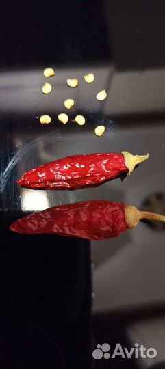 Семена и рассада супер острого кустарник. перца