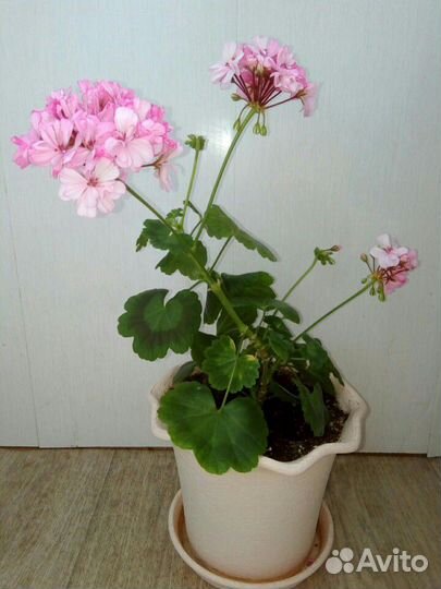 Герань (пеларгония) розовая Оccold Laggun