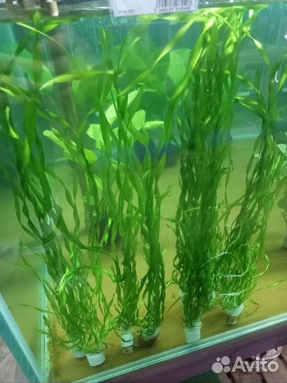 Валлиснерия, высокие растения в аквариум