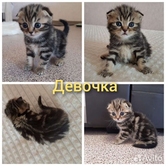 Шотландские котята