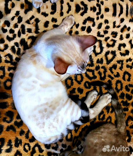 Бенгальские котята