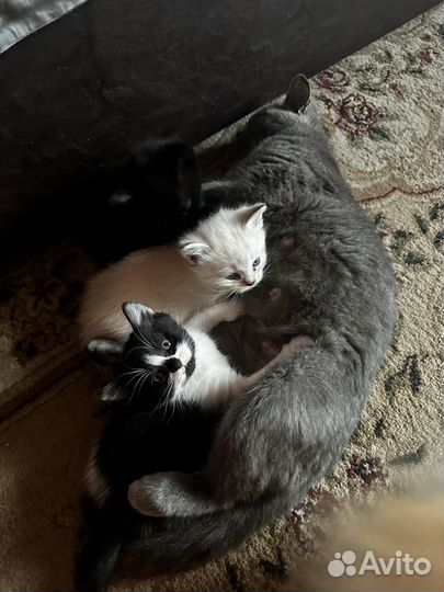 Котята в дар бесплатно