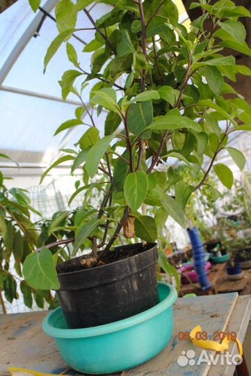 Галега, гинура, липпия, расторопша против диабета