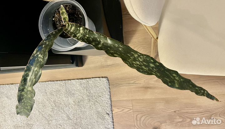 Сансевиерия