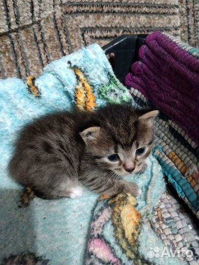 Котята сибирской кошки