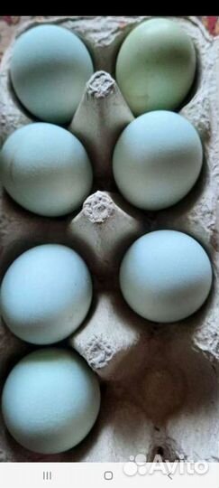 Яйцо инкубационное ухейилюй
