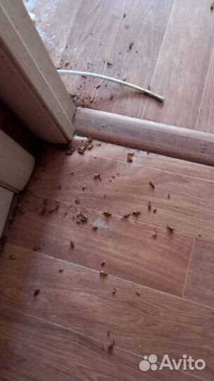 Уничтожение тараканов, клопов, муравьев, блох, ос