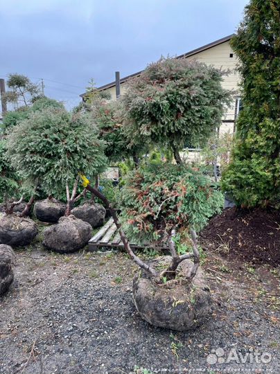 Можжевельник формированный