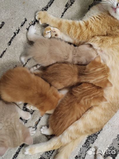 Кошки и котята
