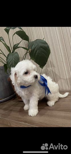 Щенки мальтезе