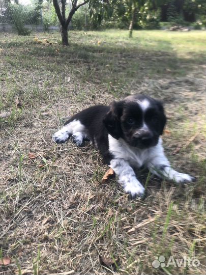 Щенок Русский спаниэль