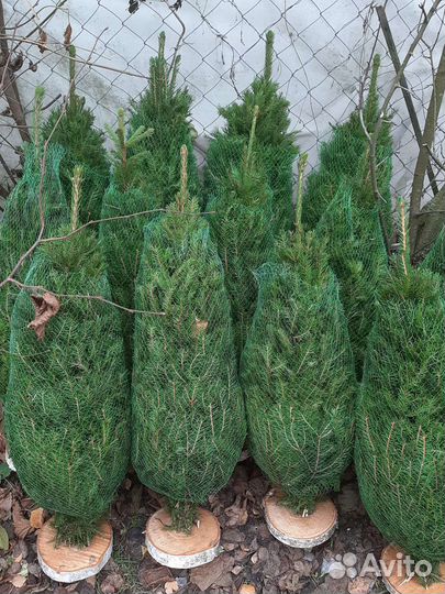 Икебаны из веток ели