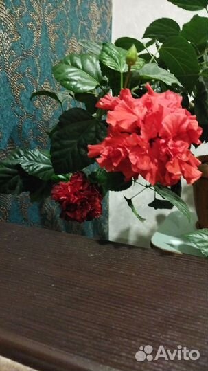 Гибискус китайская роза