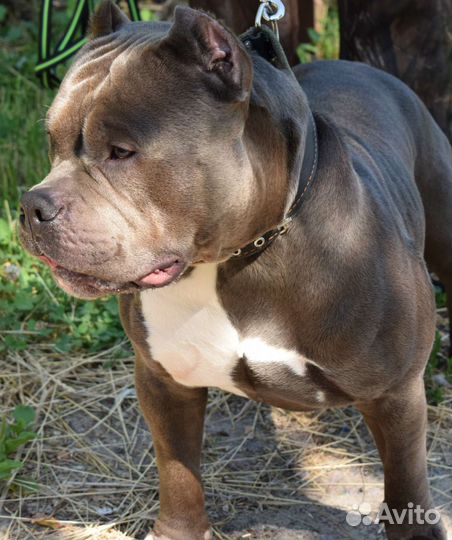 Американский булли вязка