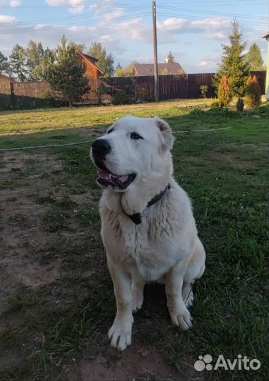 Среднеазиатская овчарка алабай щенки