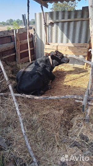 Бычок бычки телята теленок