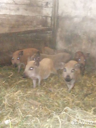 Поросята кармалы
