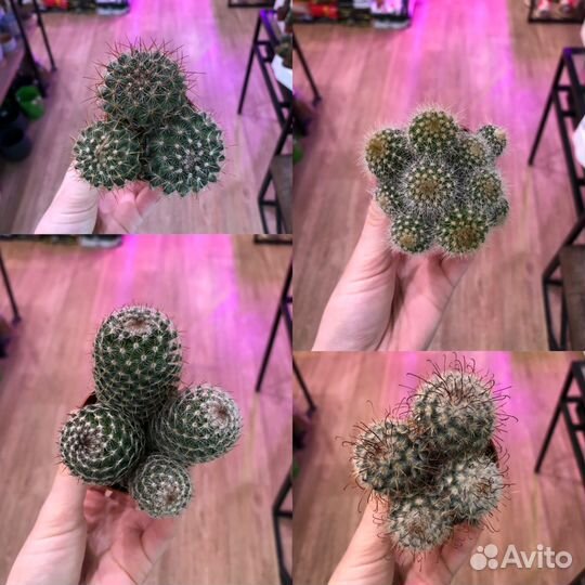 Кактусы микс от 300