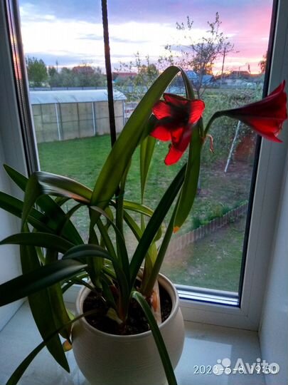 Продам цветы комнатные