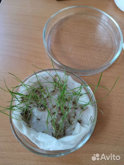 Семена газонной травы