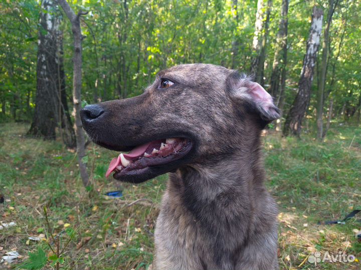Алиса ищет дом