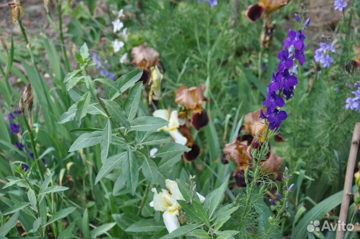 Цветы для сада