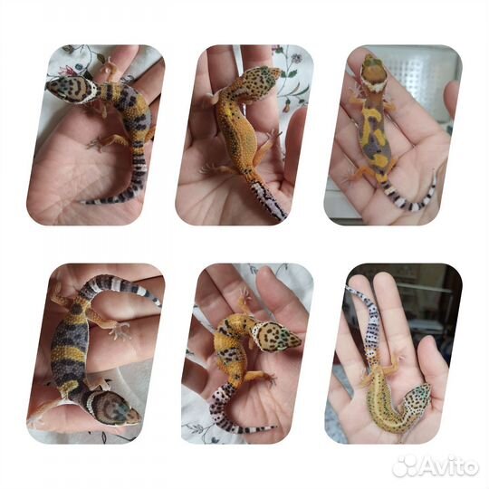 Эублефар самки и самцы 3-4 месяца