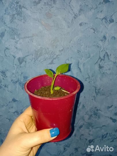 Спатифиллум