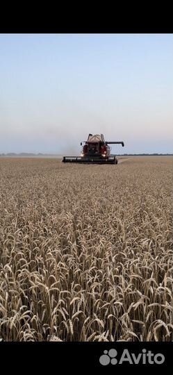 Озимая пшеница