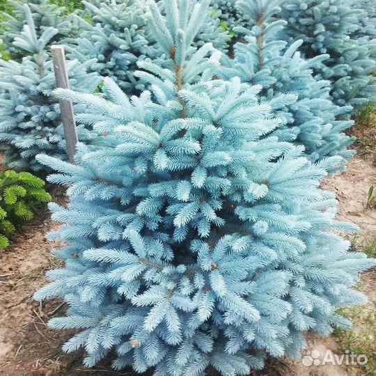 Продам саженцы ели голубой