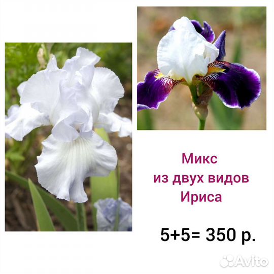 Ирисы бородатые