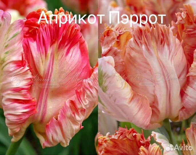 Тюльпан Айс Крим махровый и другие сорта