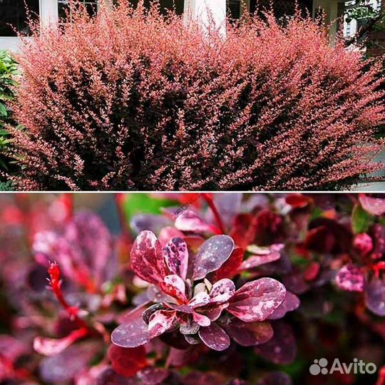 Барбарис Тунберга декоративный