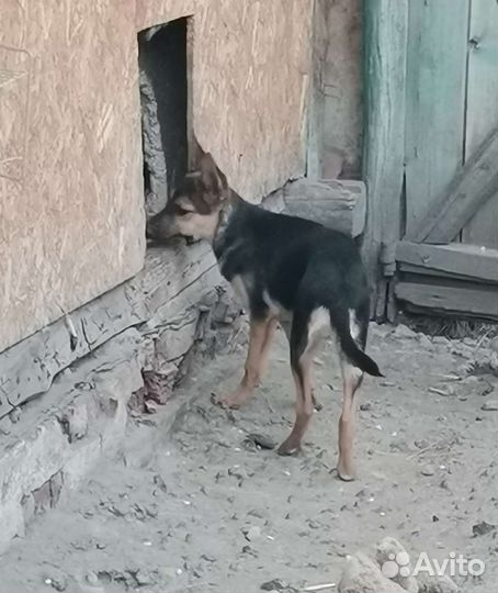 В добрые руки