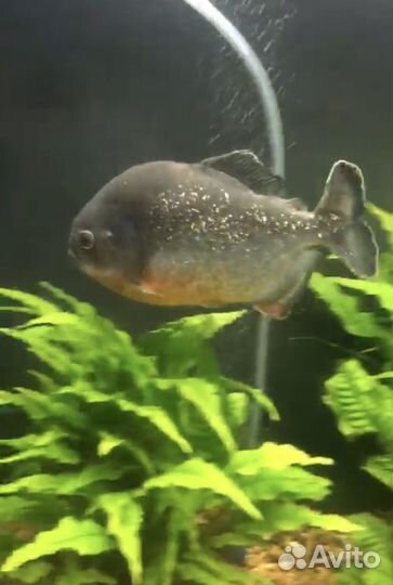 Амазонская краснобрюхая пиранья Nattereri