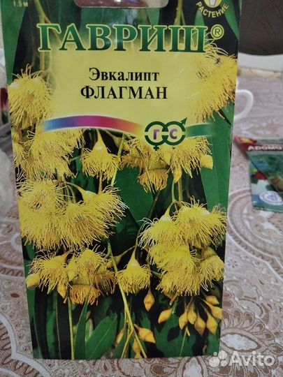 Эвкалипт Флагман
