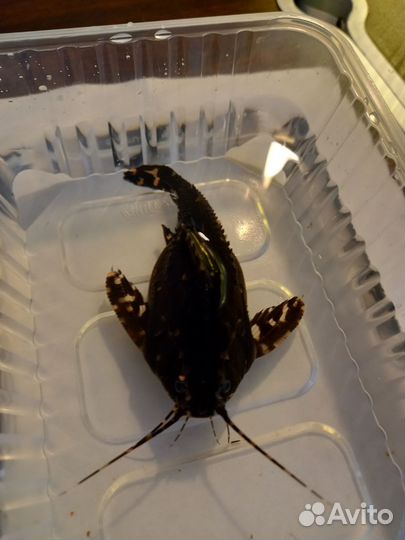 Агамикс звёздчатый