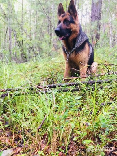 Немецкая овчарка