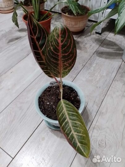 Аглаонема суматра