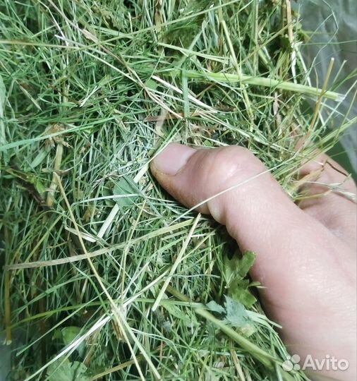 Сено качество Premium с доставкой