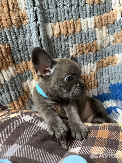 Французский бульдог щенки