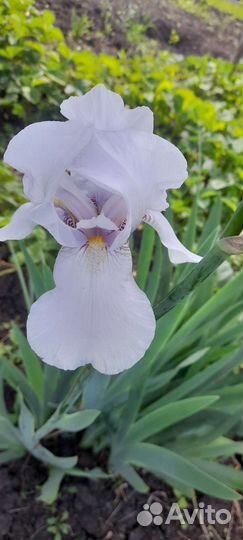 Ирис бородатый