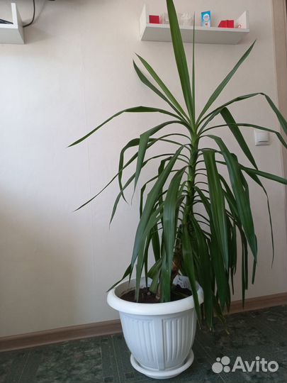 Продам. Юкка 120