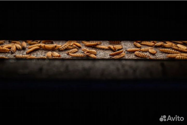 Кормовой деликатес,Сушеные насекомые 1000мл