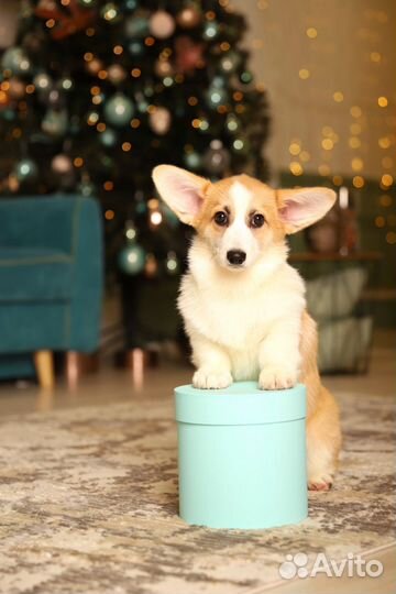 Вельш-корги пемброк