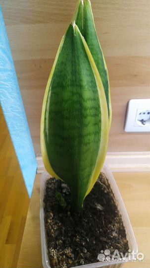 Сансевиерия