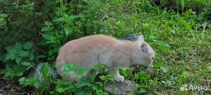 Отдам в добрые руки котят