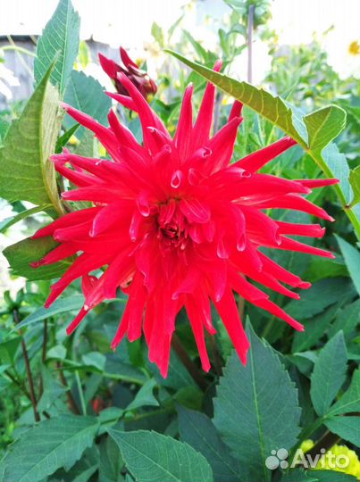 Георгины, флоксы