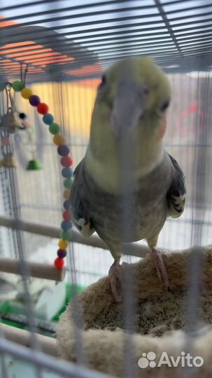 Попугай корелла говорящий
