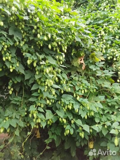 Хмель свежий